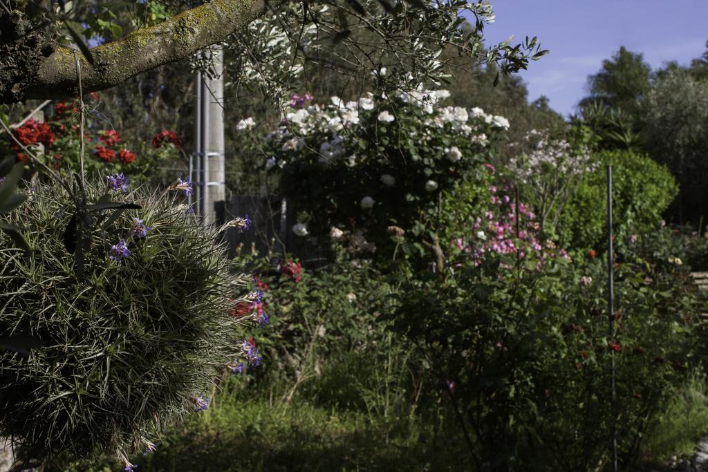 Bed and Breakfast Il Vecchioliveto Di Ornella Marrubiu Экстерьер фото